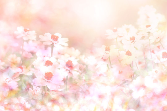  Soft Sweet Pink Flower Background From Daisy Flowers