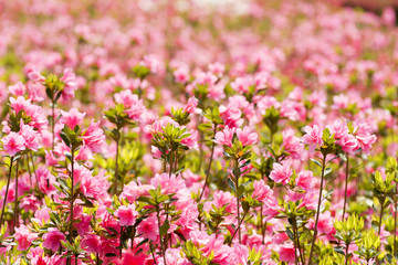 ピンクのクルメツツジの花