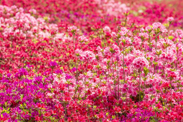 Obraz na płótnie Canvas ピンクと赤と紫のクルメツツジの花