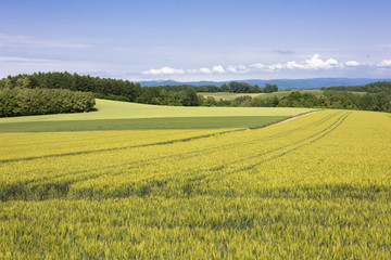 Fototapeta premium 丘の町美瑛のパッチワークの路