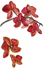 Watercolor phalaenopsis Orchid flowers set. Isolated botany illustrations on white background: single flower, orchid branch. 