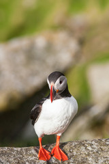 Atlantic Puffin bird on a cliff