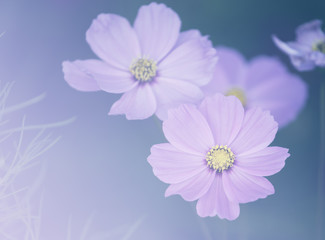 Cosmos flower with soft filter background