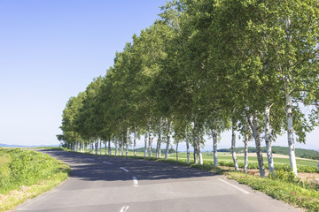 丘の町美瑛のパッチワークの路