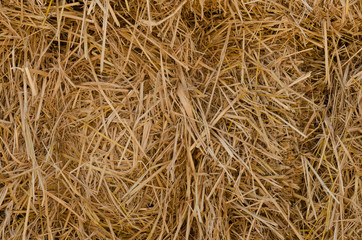 background and texture of dry straw