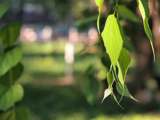 Birch branch with green leaves