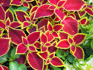 Decorative red and yellow coleus