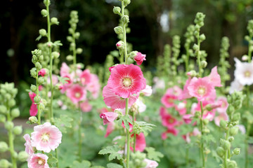beautiful hollyhock flower or althaea flower