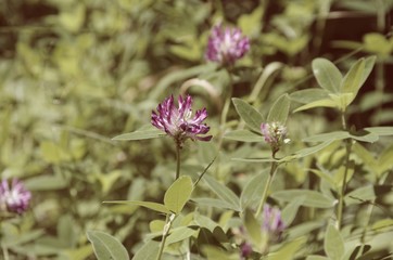 Blooming clover in the forest.