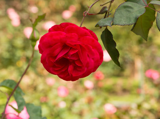 beautiful red rose in a garden