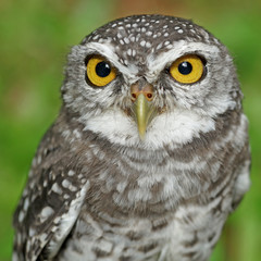 spotted owlet or athene brama bird