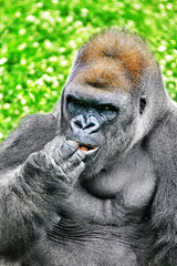 Obraz premium Gorilla Wisdom.