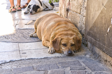 Overweight Dog Lying on Pavement