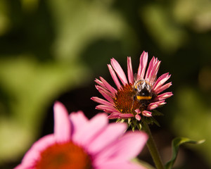 Hummel auf Echinacea