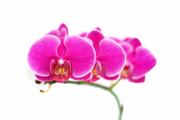 Naklejka na ściany i meble beautiful orchid flower on white background