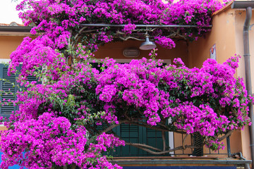 Purple flowers on balcony