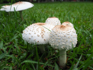 White Toxic mushrooms, Poisonous mushroom or mushroom toxicity growing in grass field