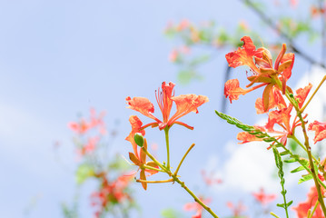  flame tree flowers