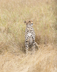 cheetah rest in tall grass