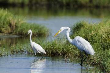 Great egret and little egret in Potuvil, Sri Lanka.