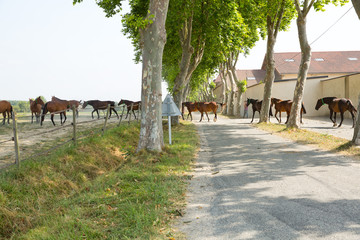 Chevaux