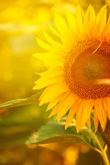 Tuinposter Zonnebloem Beautiful Sunflower in Field