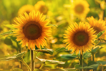 Fototapeta premium Beautiful Sunflowers in Field