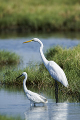 Great egret and little egret in Potuvil, Sri Lanka.