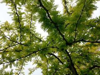 Lumière dans un feuillage d’acacia
