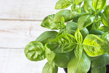 Basil herb over white wooden background