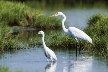 Fototapeta premium Great egret and little egret in Potuvil, Sri Lanka.