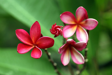 Beautiful pink plumeria flowers