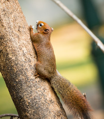 squirrel or small gong, Small mammals on tree