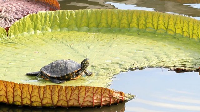 turtle resting on a waterlily with sound of nature