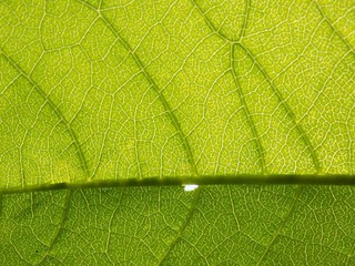 Leaf texture