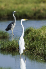 Great egret.