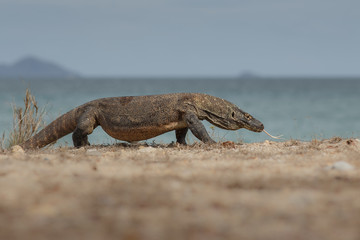 Fototapeta premium Dragon on the beach