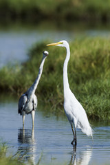 Great egret.
