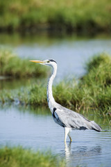 Fototapeta premium Grey heron bird in Pottuvil, Sri Lanka