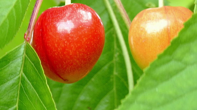 sweet red cherry on a branch close up