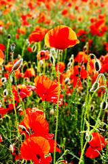 Poppy flower in a poppy field