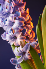 Obraz premium Beautiful hyacinth flower