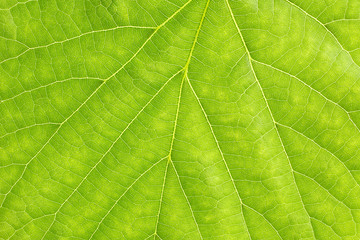 Naklejka na ściany i meble Texture of green leaf