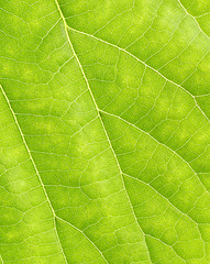 Texture of green leaf