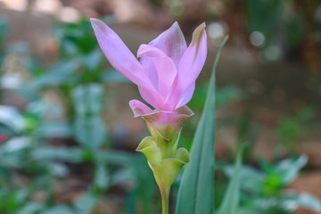 Siam Tulip flower