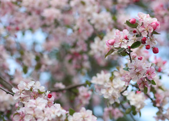 Pink apple tree flowers