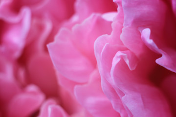 Abstract blurred background peony flower close-up