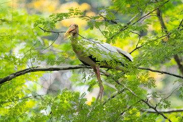 Painted Stork