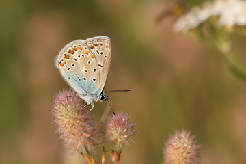 Dunkelbrauner Bläuling - Aricia agestis - Schmetterling