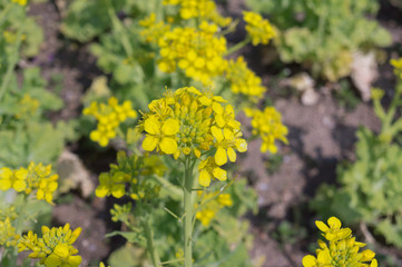 Blooming canola flowers close up in Osaka park,spring,Japan.